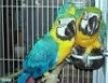 intelligent and adorable parrots avelable